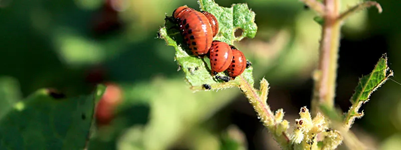 分类： <span>种植病虫害防治</span>