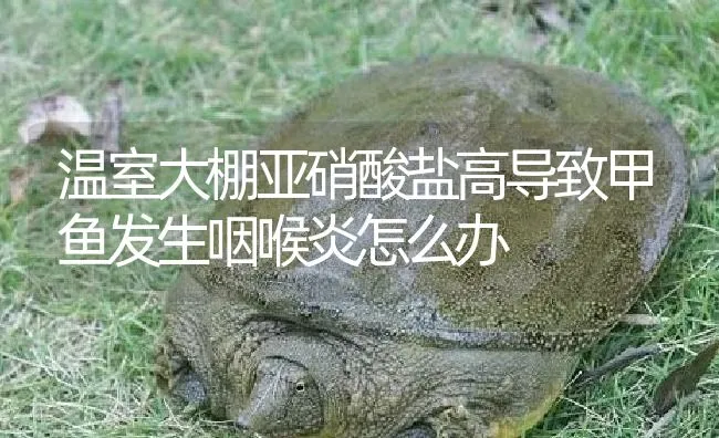 温室大棚亚硝酸盐高导致甲鱼发生咽喉炎怎么办