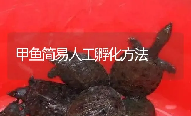 甲鱼简易人工孵化方法