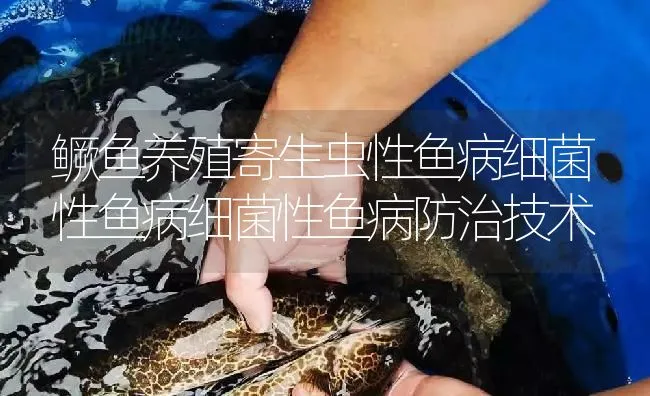 鳜鱼养殖寄生虫性鱼病细菌性鱼病细菌性鱼病防治技术