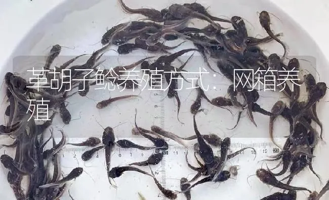 革胡子鲶养殖方式：网箱养殖