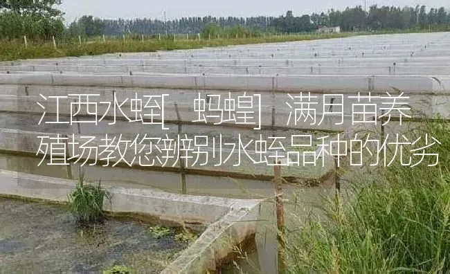 江西水蛭[蚂蝗]满月苗养殖场教您辨别水蛭品种的优劣