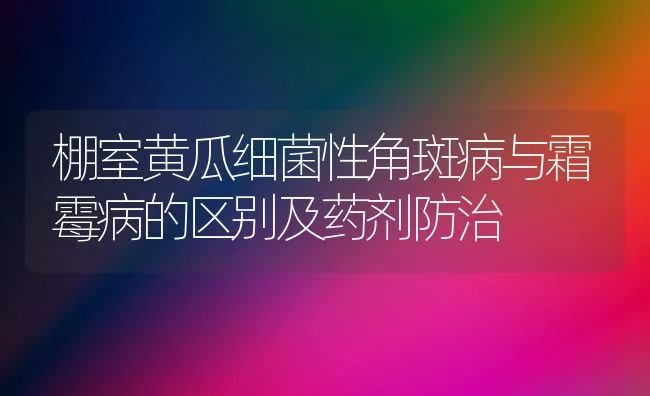 棚室黄瓜细菌性角斑病与霜霉病的区别及药剂防治