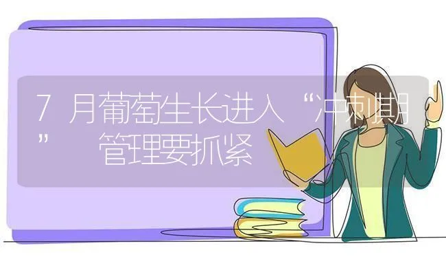 7月葡萄生长进入“冲刺期” 管理要抓紧