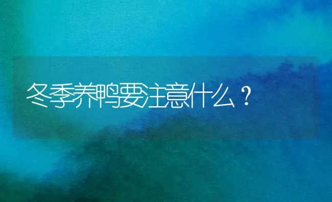 冬季养鸭要注意什么？