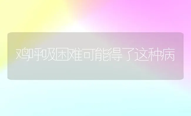 鸡呼吸困难可能得了这种病