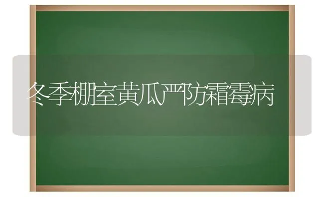 冬季棚室黄瓜严防霜霉病