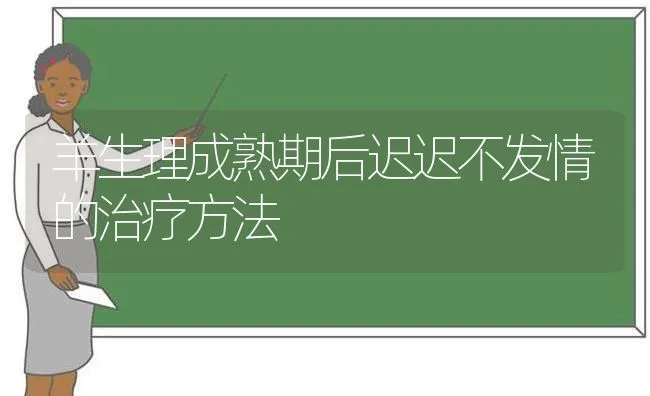 羊生理成熟期后迟迟不发情的治疗方法