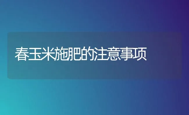 春玉米施肥的注意事项