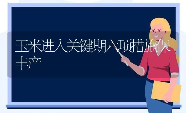 玉米进入关键期六项措施保丰产