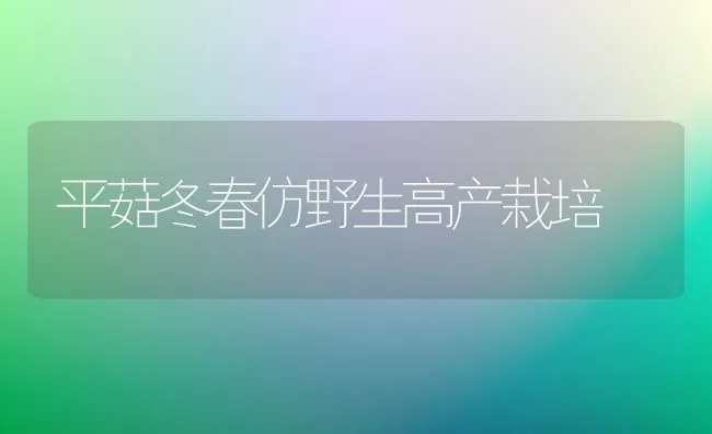 平菇冬春仿野生高产栽培