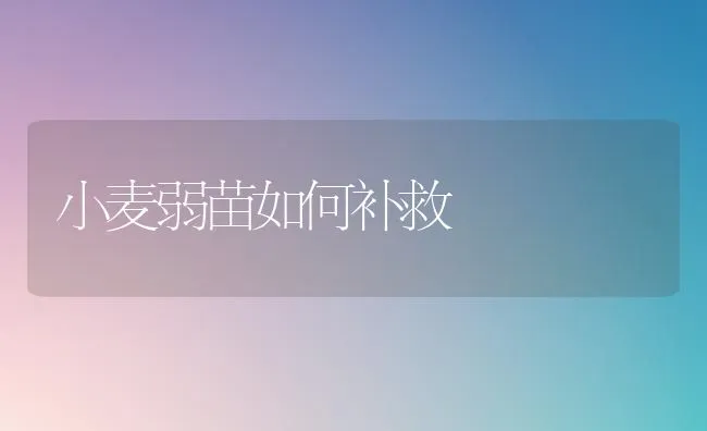 小麦弱苗如何补救