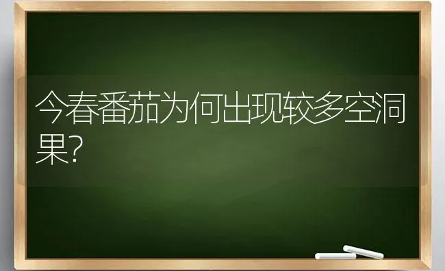 今春番茄为何出现较多空洞果？