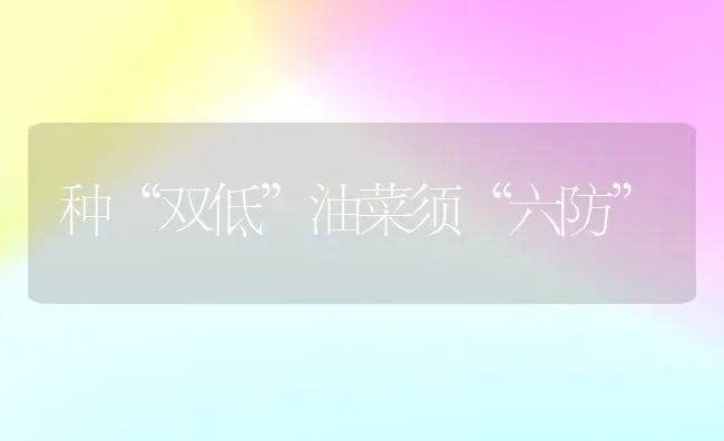 种“双低”油菜须“六防”