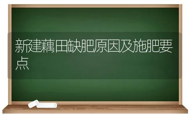 新建藕田缺肥原因及施肥要点