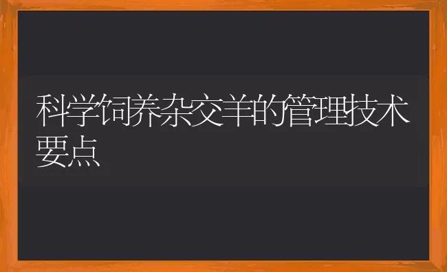 科学饲养杂交羊的管理技术要点