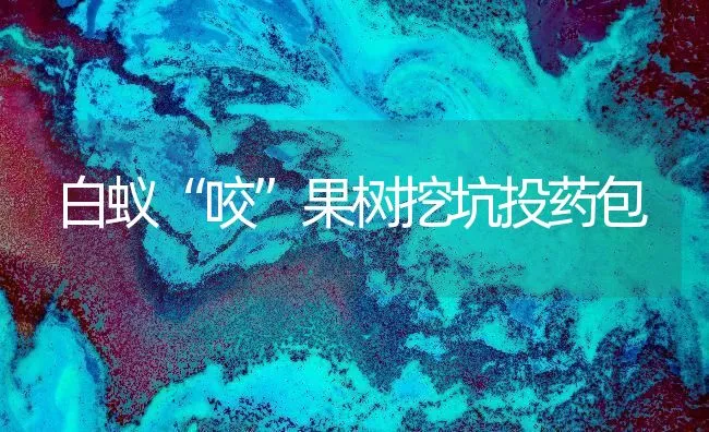 白蚁“咬”果树挖坑投药包