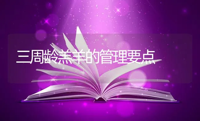 三周龄羔羊的管理要点