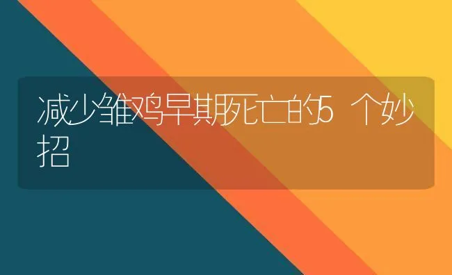 减少雏鸡早期死亡的5个妙招