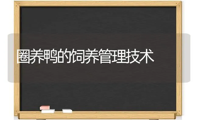 圈养鸭的饲养管理技术