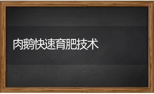 肉鹅快速育肥技术