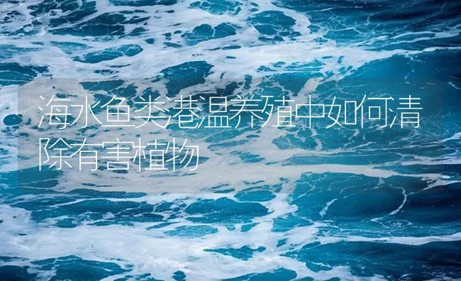 海水鱼类港温养殖中如何清除有害植物