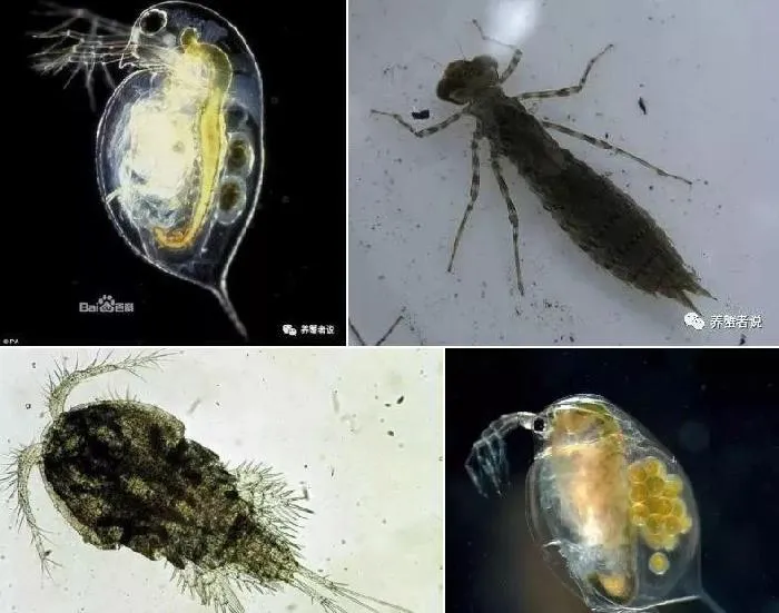 养殖水体中虫害的防与治，教你认识生物杀虫剂与化学杀虫药的区别