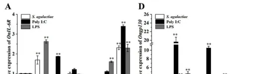 尼罗罗非鱼IL-6受体(IL-6R)和糖蛋白130(Gp130)的分子功能研究