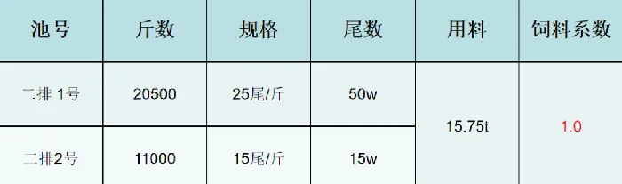 北方大棚鮰鱼苗养殖效果分享