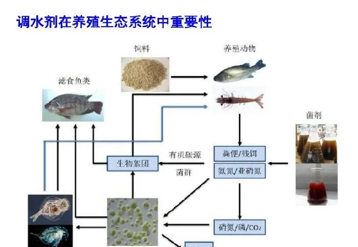 微藻在水产养殖和特种饲料中的应用