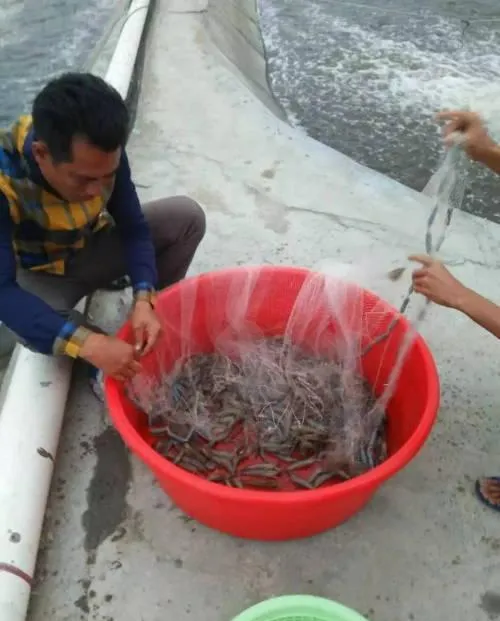 你所不知道的小球藻江湖