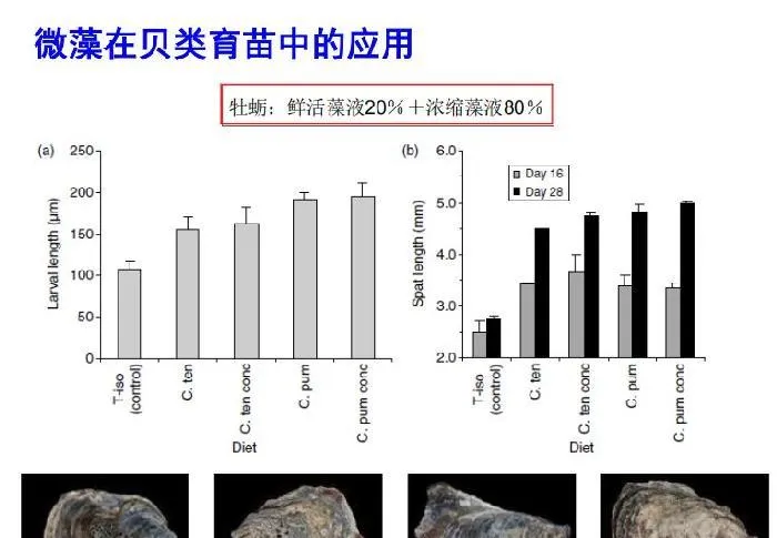 微藻在水产养殖和特种饲料中的应用