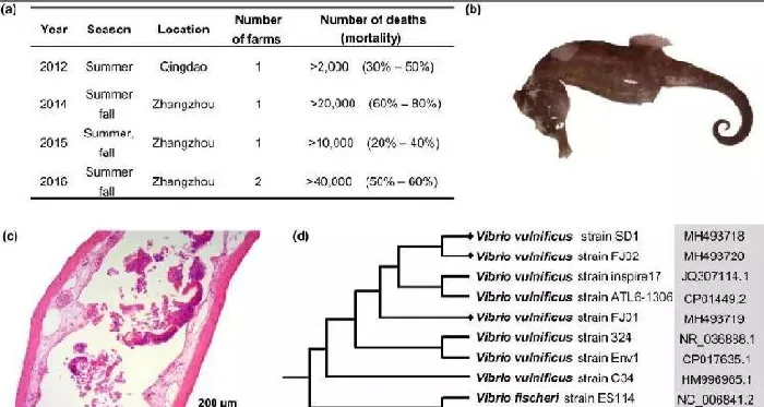 论文解读：JFD，弧菌和盾纤毛虫混合感染导致海马死亡