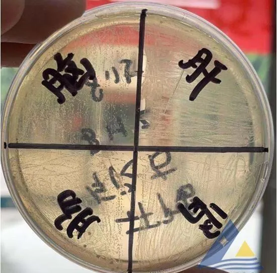 [每周一例]银鼓鱼感染链球菌“打转”、死亡