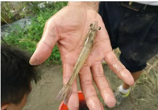 弧菌引起小棚南美白对虾掉苗处理方案