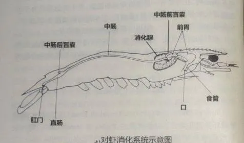 夏造南美白对虾长得慢的几个常见原因