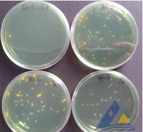 [每周一例]低溶解氧饱和度对虾发生气泡病和细菌病