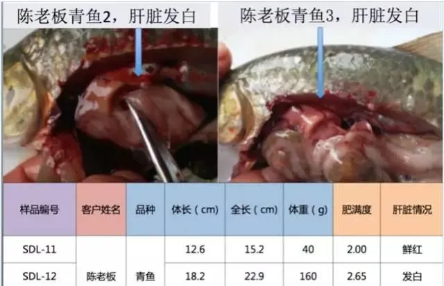 鱼苗价格飙升，鱼体健康堪忧，保苗内服刻不容缓