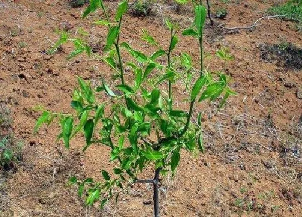 植物移栽|冬枣树什么时候移栽最好（冬枣树几月移栽成活率高）