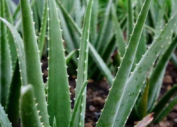 植物换土|养芦荟用什么土最好