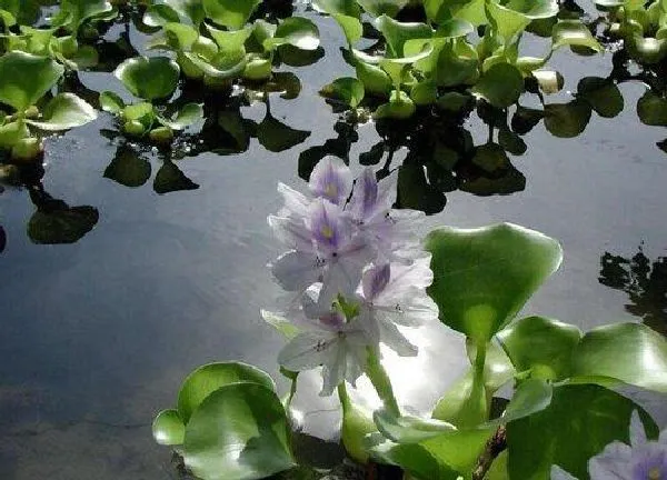 养殖科普|净化水质的水草排名（净化鱼缸水质的水生植物排行）