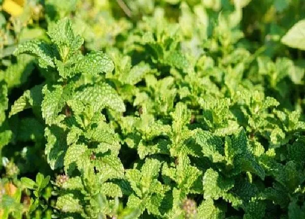 植物浇水|薄荷多少天浇一次水