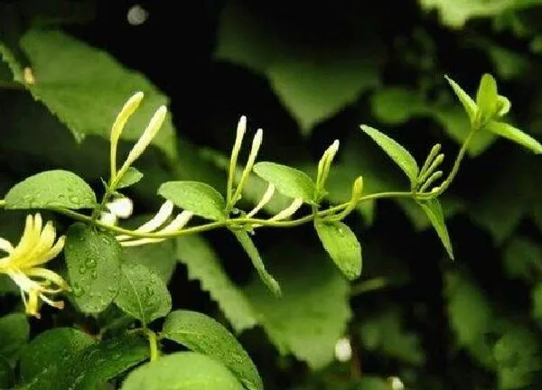 植物移栽|金银花换盆最佳时间 适合换盆移栽季节（春末夏初）