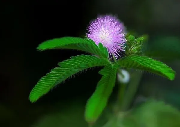 植物移栽|含羞草怎么移植 掌握移栽时间和方法是关键