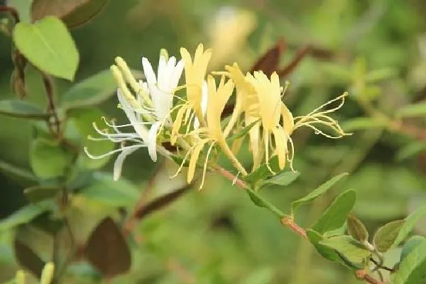 植物扦插|金银花插枝能活吗 掌握扦插时间和方法成活率高