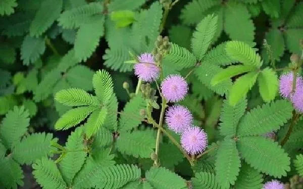 植物移栽|含羞草怎么移植 掌握移栽时间和方法是关键