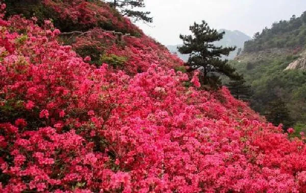 植物浇水|杜鹃花浇水时间和正确方法