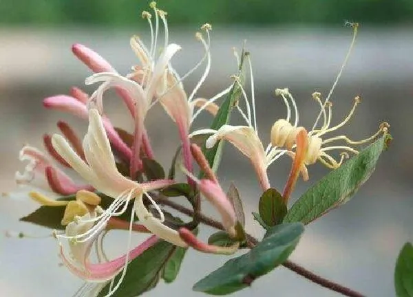 植物浇水|金银花多久浇一次水