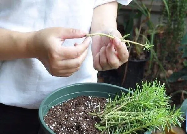 植物扦插|太阳花可以扦插繁殖吗