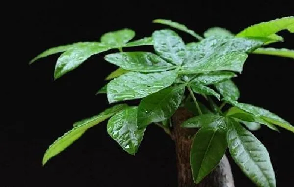 植物换土|发财树怎么换土 换土换盆时间和方法